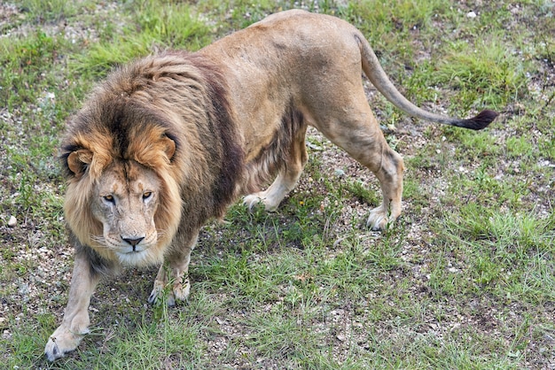 草の背景に大きなアフリカのライオンの肖像画 プレミアム写真