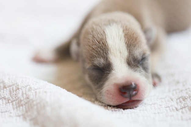 眠っている子犬かわいい赤ちゃん犬の肖像画は白いタオル 人間の家で美しいかわいいペットで眠りを生まれたばかり プレミアム写真