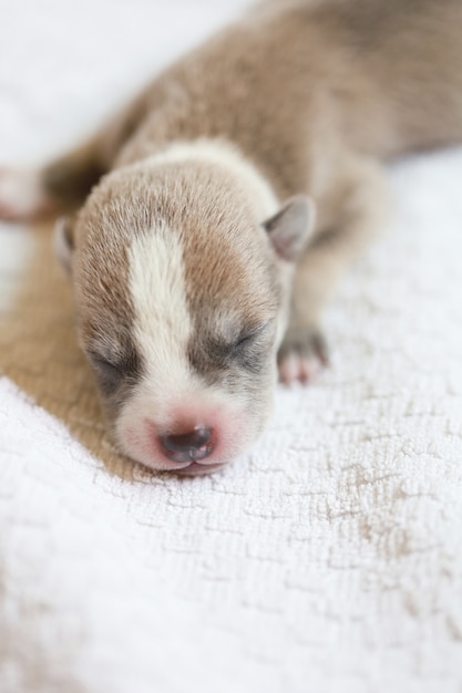 眠っている子犬かわいい赤ちゃん犬の肖像画は白いタオル 人間の家で美しいかわいいペットで眠りを生まれたばかり プレミアム写真