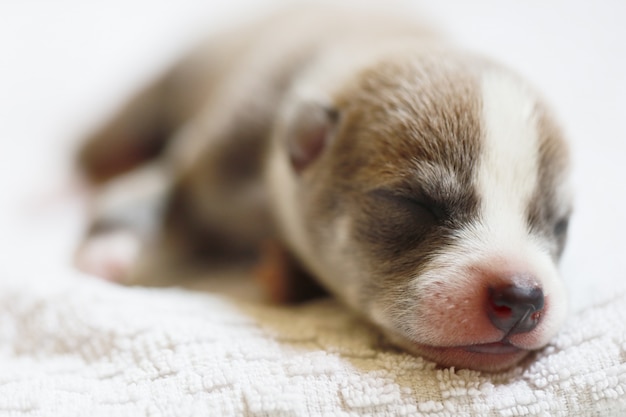 眠っている子犬かわいい赤ちゃん犬の肖像画は白いタオル 人間の家で美しいかわいいペットで眠りを生まれたばかり プレミアム写真