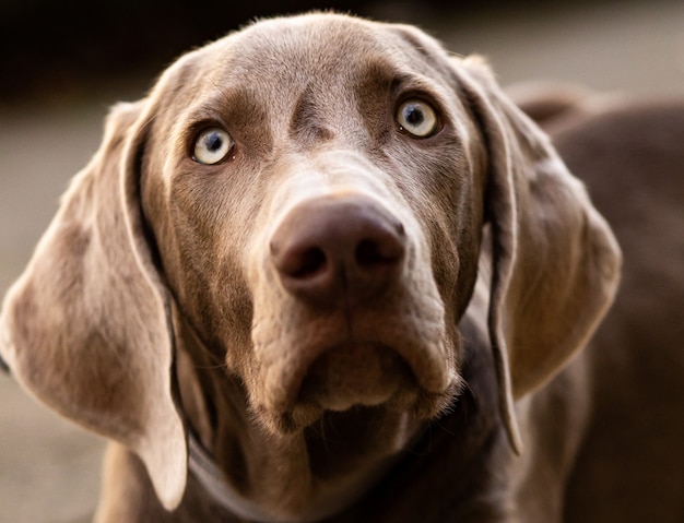 ワイマラナーのドイツ犬の肖像画 プレミアム写真