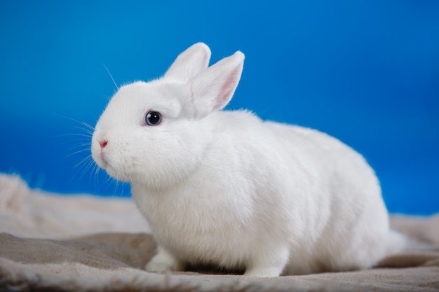 青い目をした白いウサギの肖像画 プレミアム写真