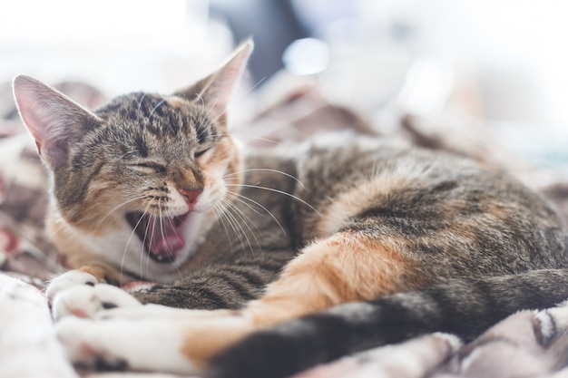 人間のベッドであくび猫の肖像画 プレミアム写真