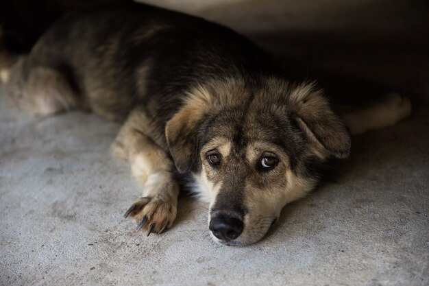 愛らしいミックス品種のシベリアンハスキー犬の肖像画は 床に横たわっています プレミアム写真