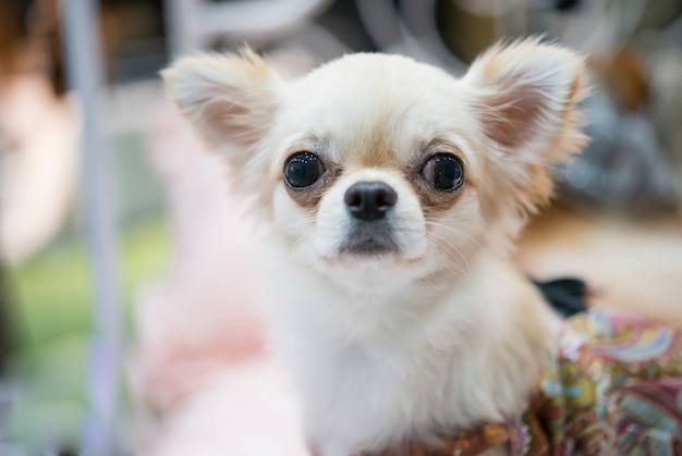 カメラに見えるかわいいチワワの子犬の肖像画 リビングルームの設定に座っているかわいい薄茶色のチワワ犬 プレミアム写真