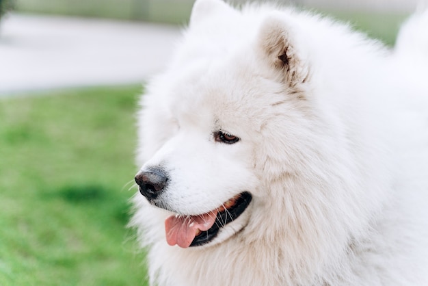 美しい ふわふわ 純血種の白い犬の肖像画 プレミアム写真