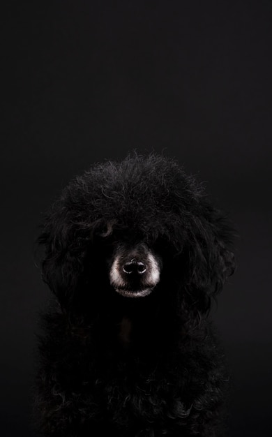 白い鼻とアフロの髪型と黒のプードル犬の肖像画 プレミアム写真