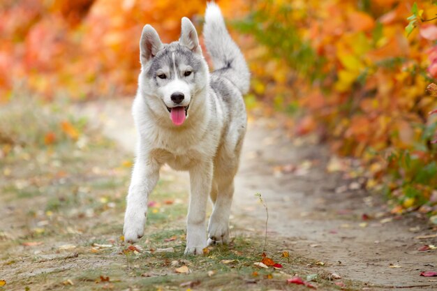明るく黄色い秋の森を走るトンクとぶら下がっているかわいい 幸せな犬のシベリアンハスキーの肖像画 黄金の秋の森でかわいいグレーと白のハスキー犬 プレミアム写真