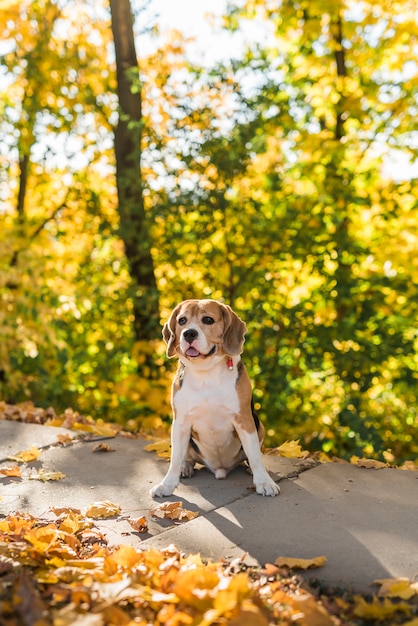 公園に座っているかわいいビーグル犬の肖像画 無料の写真