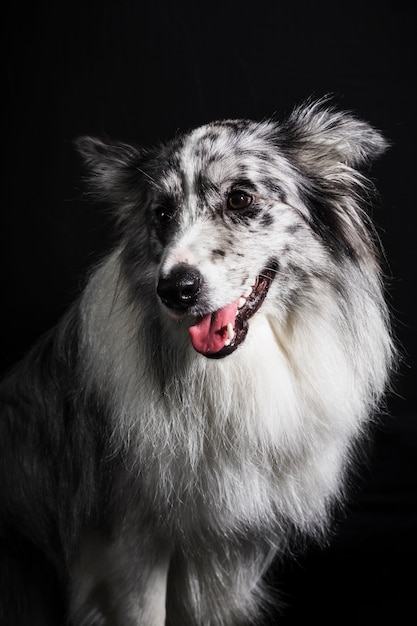 かわいいボーダーコリー犬の肖像画 無料の写真