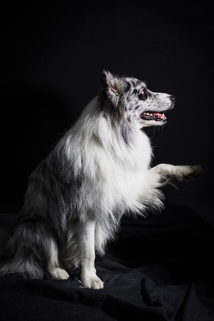 かわいいボーダーコリー犬の肖像画 無料の写真