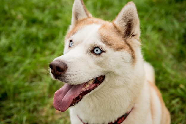 公園でかわいいハスキー犬の肖像画 プレミアム写真