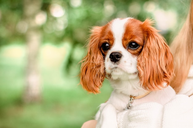 かわいい子犬キャバリアキングチャールズスパニエルの肖像画 プレミアム写真