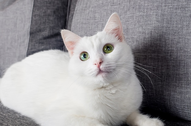 青灰色の目を持つかわいいターキッシュアンゴラ猫の肖像画 プレミアム写真