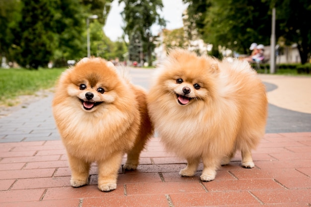 公園でかわいい2つのポメラニアン犬の肖像画 プレミアム写真
