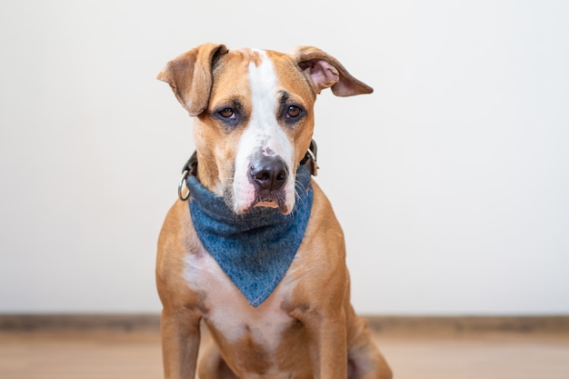 室内でかわいい若い犬の肖像画 バンダナのスタッフォードシャーテリアの子犬は家の空の部屋に座っています プレミアム写真