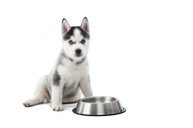 水または食物と一緒に銀のプレートに対して立っているシベリアンハスキー犬の面白い運ぶとかわいい子犬の肖像画 青い目 灰色と黒の毛皮を持つ少し面白い犬 無料の写真