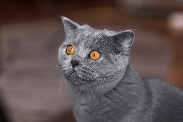 グレーのブリティッシュショートヘアの猫の肖像画 プレミアム写真