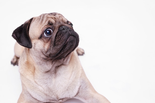 パグ犬種の幸せな犬の肖像画 プレミアム写真