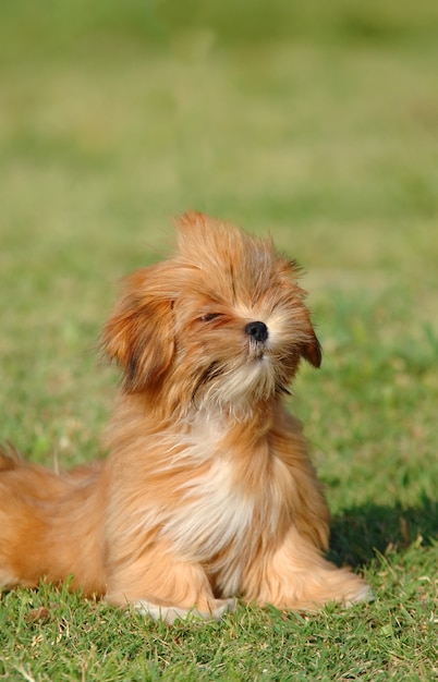 ラサ アプソ子犬犬の肖像画 プレミアム写真