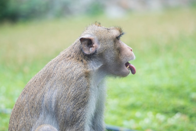 舌を突き出して タイの猿の肖像画 緑の芝生のフィールドの近くに座っている茶色の毛皮のサル 類人猿の側面図 猿の耳 プレミアム写真