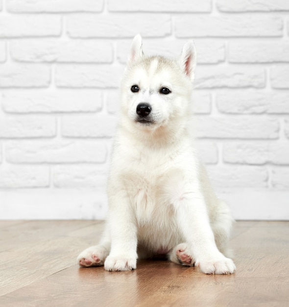 黒い目 グレーと白の毛皮 床に座ってよそ見と素敵でかわいいシベリアンハスキー犬の肖像画 オオカミのような面白い子犬 人々の親友 無料の写真