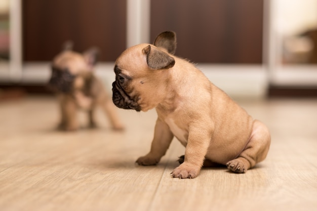 生後1ヶ月のフレンチブルドッグの子犬の肖像画 かわいい子犬 プレミアム写真