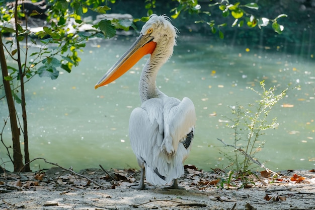 夏の晴れた日の池のペリカン鳥の肖像画 プレミアム写真