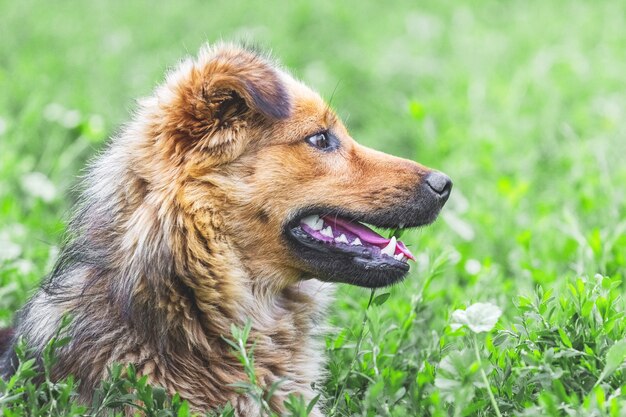 緑の草の背景のプロファイルで毛むくじゃらの茶色の犬の肖像画 プレミアム写真