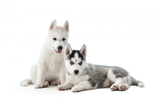 白と灰色の毛皮と青い目を持つシベリアンハスキー犬の2つのかわいいと面白い小さな子犬の肖像画 小さな犬が床に座って ポーズをとって 面白い顔をしています 白で隔離します 無料の写真