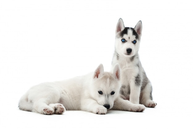横になっている 床に座っている青い目を持つ2つの小さな子犬シベリアンハスキー犬の肖像画 活動の後 休んでいる リラックスしている 目 をそらしている 面白い小型犬 飼われているペット 無料の写真