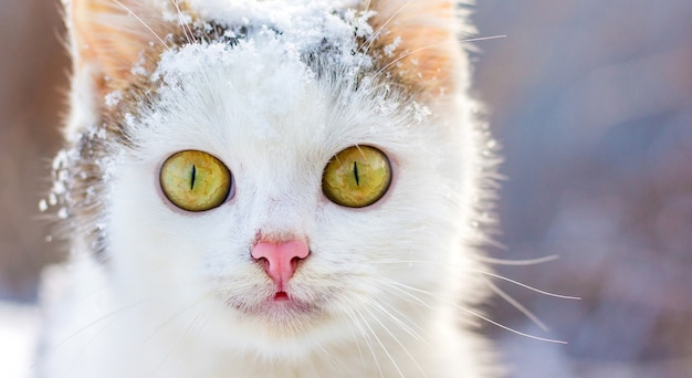 冬の表情豊かな目を持つ白猫の肖像画 プレミアム写真
