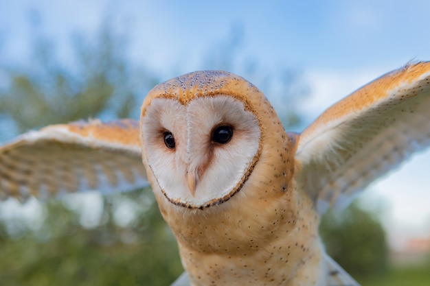 白いフクロウの肖像画 プレミアム写真