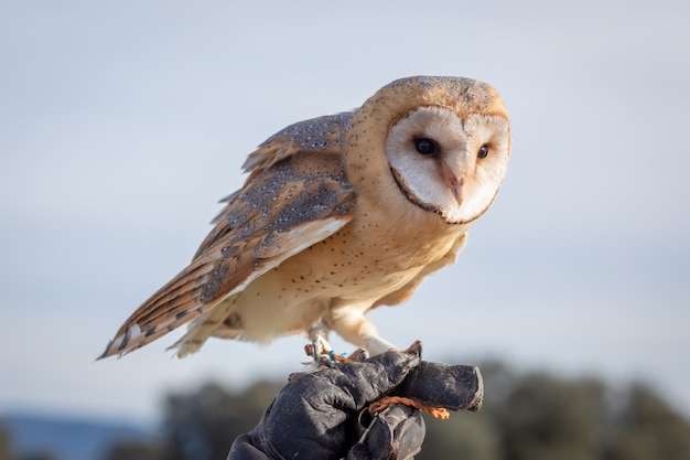 白いフクロウの肖像画 プレミアム写真