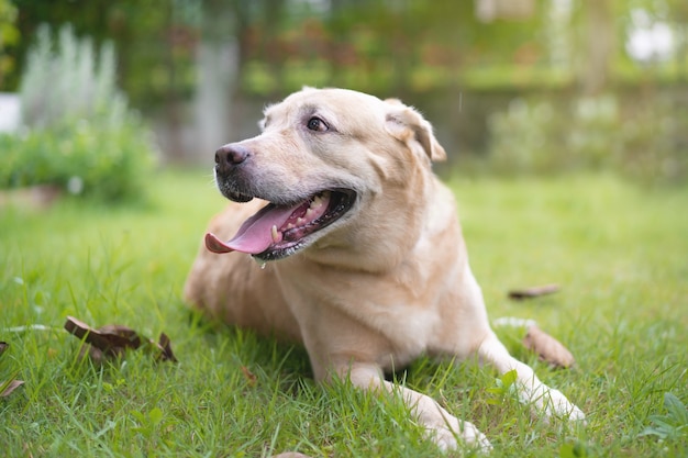 Premium Photo Portrait Of Playful Labrador On Grass