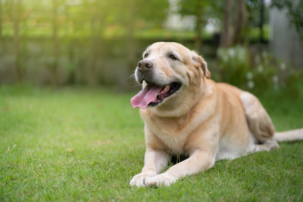 Premium Photo Portrait Of Playful Labrador On Grass