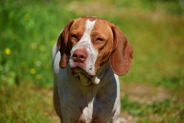 Portrait of a pointer mix hunting dog in the maltese countryside Dogs that don't shed