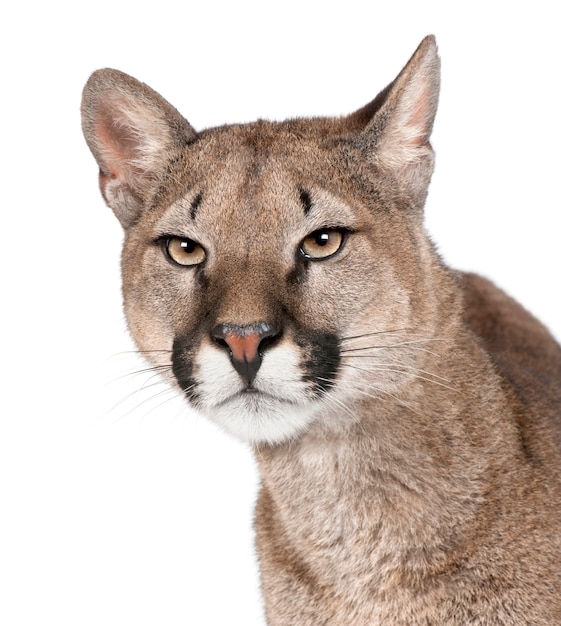 what color is a puma