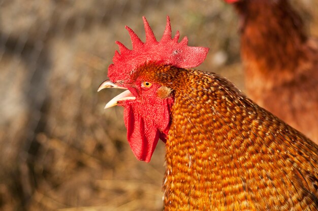 Premium Photo | Portrait of a red rooster with an open beak.