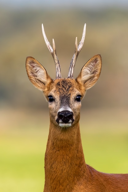 Premium Photo | Portrait of a roe deer, capreolus capreolus, buck in