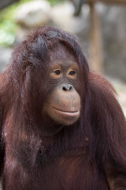 Premium Photo | Portrait of a sad face of an orangutan, close up