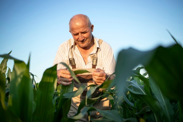 Free Photo | Portrait of senior hardworking farmer agronomist in corn ...