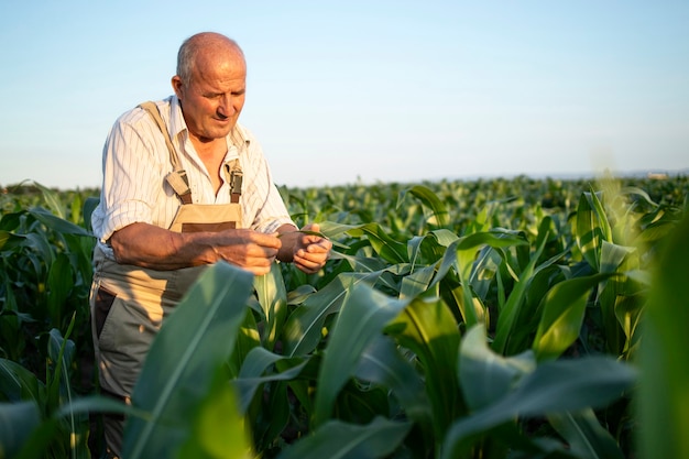 Free Photo | Portrait of senior hardworking farmer agronomist in corn ...