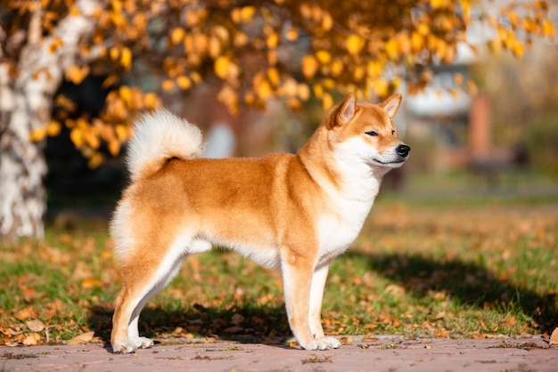 Premium Photo | Portrait of shiba inu in autumn in the park.