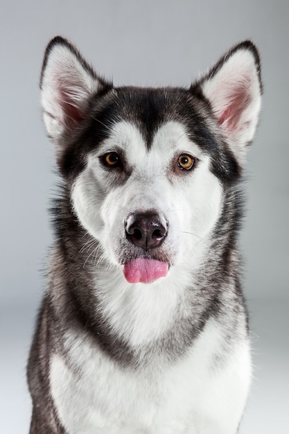 Premium Photo | Portrait of siberian husky on gray background