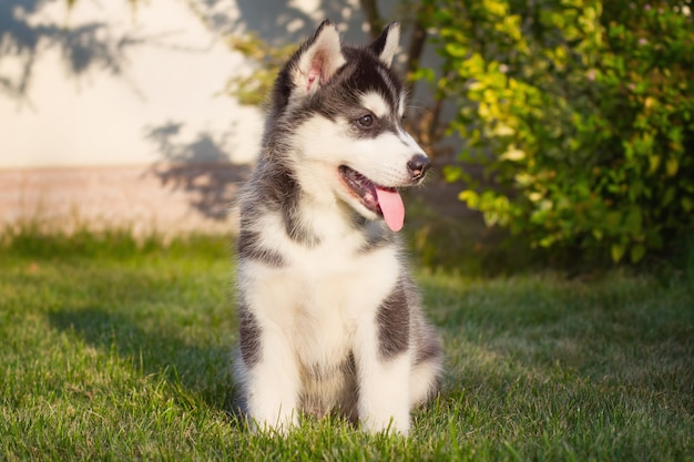 Premium Photo Portrait Of A Siberian Husky Puppy Walking In The Yard