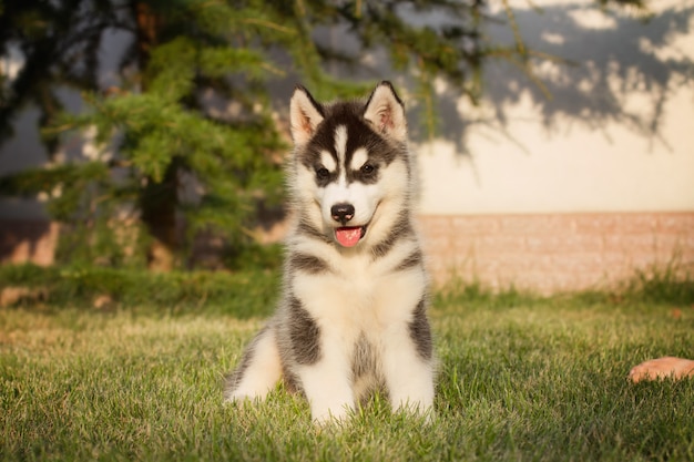 Premium Photo Portrait Of A Siberian Husky Puppy Walking In The Yard