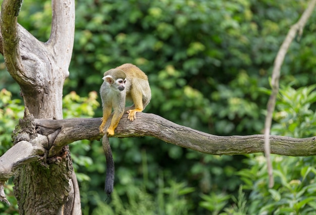 The King Of Rock And Roll's Animal Kingdom: Elvis Presley's Pets At ...