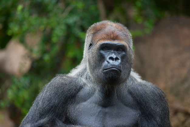 west lowland gorilla