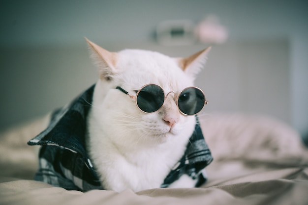 Portrait Of White Cat Wearing Glasses Premium Photo